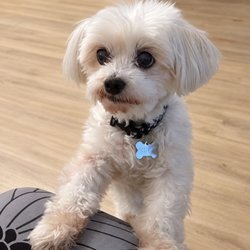 St. Francis Animal Hospital