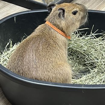 The Capybara Cafe - 8/17/2025 - capybara encounter - Themed Cafes Near Me - St. Augustine, Florida
