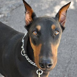 Paws In The City - My handsome guy Tre.