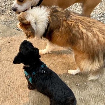 Yellowstone Pet Boarding - Pet Boarding Near Me - Livingston, Montana Yellowstone Pet Boarding - Pet Boarding Near Me - Livingston, Montana