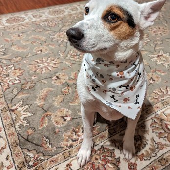 A Doggies Tail Spaw - owner offered bandana after wash. - Pet Groomers Near Me - Simi Valley, California A Doggies Tail Spaw - owner offered bandana after wash. - Pet Groomers Near Me - Simi Valley, California