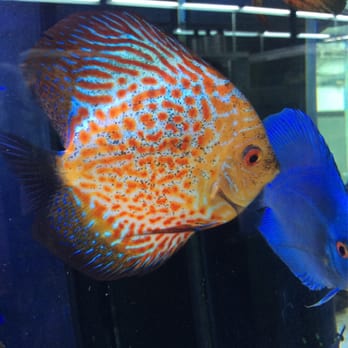 Fishy Business - Local Fish Stores Near Me - Longwood, Florida
