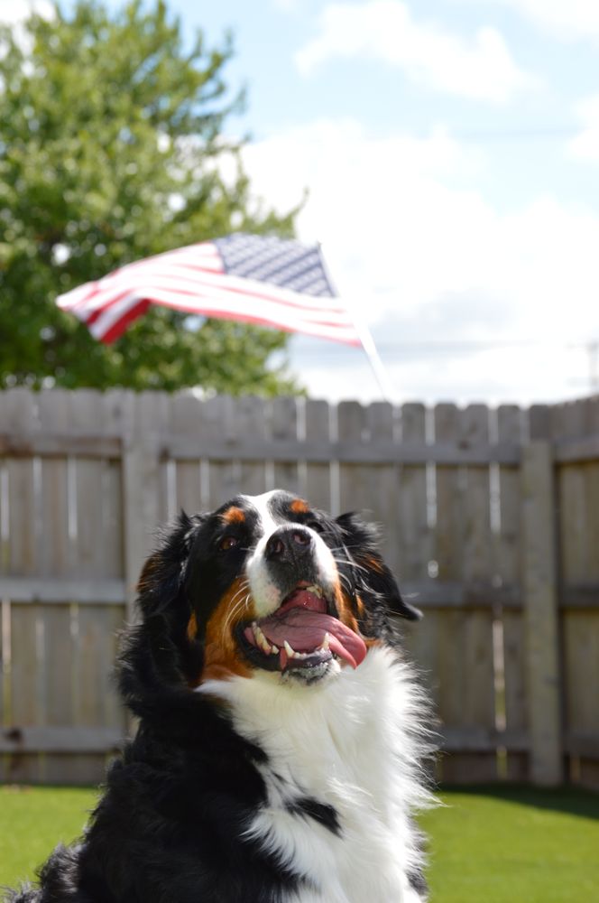 PAWS ON PINGREE Updated October 2024 5002 Rickert Rd, Crystal Lake