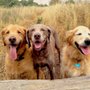 Photo of El Perrito Dog Walks