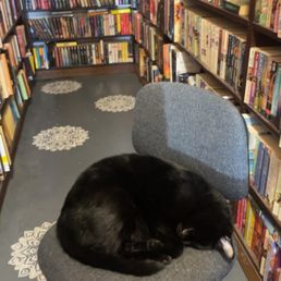 Cat Nap Cat Nap