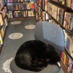 Linda’s Used Books - Cat Nap