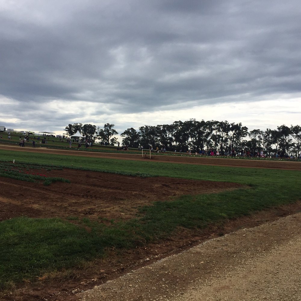 Tulip Farm - Festivals Near Me - Silvan, VIC