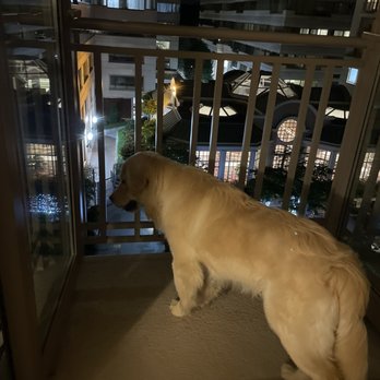 Fairmont - Our puppy taking in the sweet views - Hotels Near Me - Washington, DC, District of Columbia