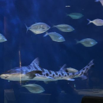 El Submarino - Tiger shark - Spanish Near Me - Valencia, V