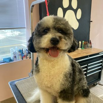 Pink Paws Grooming - Pet Groomers Near Me - Derby, Connecticut
