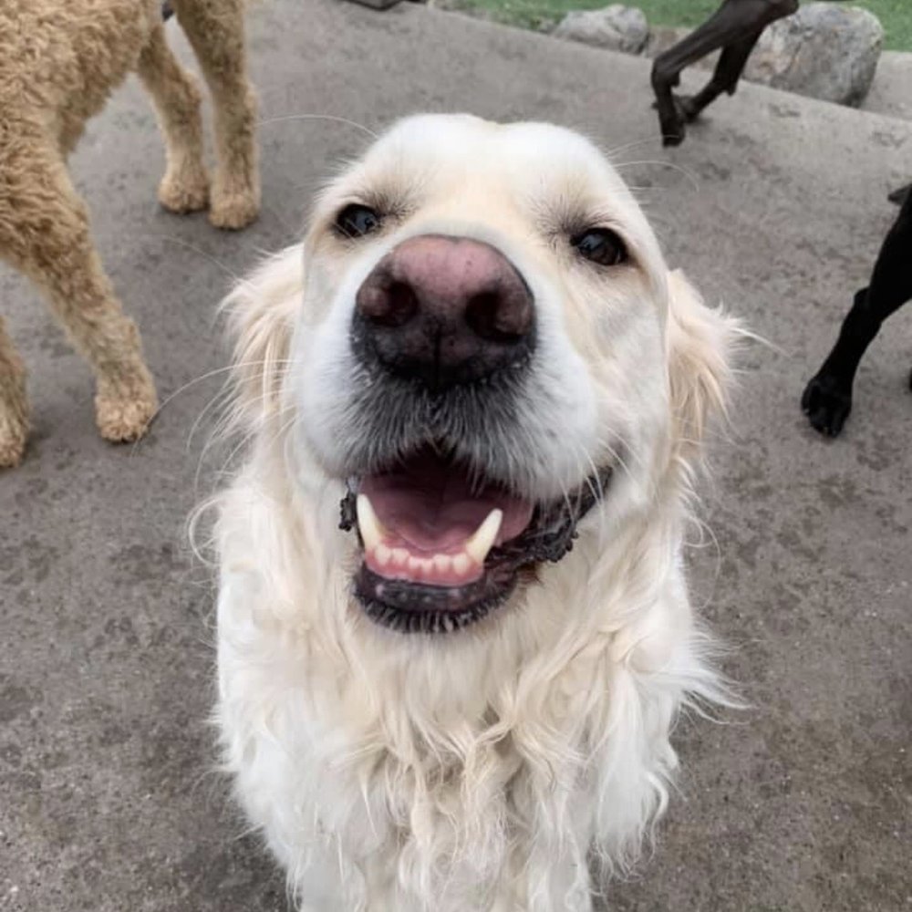 Paradise Pet Resort - Pet Groomers Near Me - Spokane Valley, Washington Paradise Pet Resort - Pet Groomers Near Me - Spokane Valley, Washington