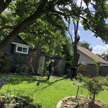 Aaron's Tree Service - In the process of taking down China berry - Tree Services Near Me - Austin, Texas
