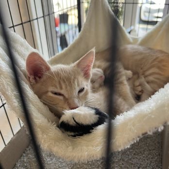 Chef Tanya's Kitchen - Cat adoption next door. Great organization helping cats get homes. - Vegan Near Me - Palm Desert, California Chef Tanya's Kitchen - Cat adoption next door. Great organization helping cats get homes. - Vegan Near Me - Palm Desert, California