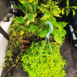 Farmer Joe Plants - Plants galore ! Under $60 for a dozen or more plants!