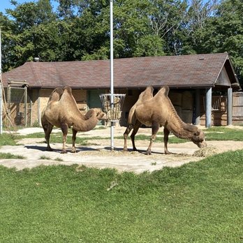 Brookfield Zoo Chicago - Camels - Zoos Near Me - Brookfield, Illinois