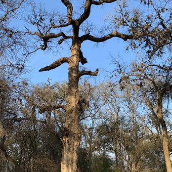 Lockhart State Park - Oak tree - Parks Near Me - Lockhart, Texas Lockhart State Park - Oak tree - Parks Near Me - Lockhart, Texas