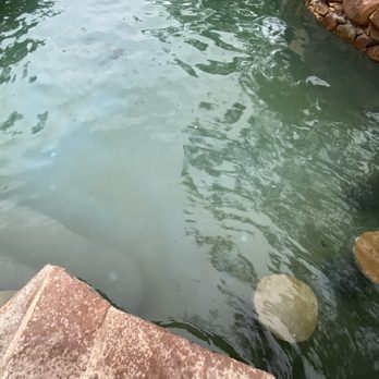 Crystal Clear Pools & Spas - Algae in full bloom - Pool Cleaners Near Me - Austin, Texas Crystal Clear Pools & Spas - Algae in full bloom - Pool Cleaners Near Me - Austin, Texas