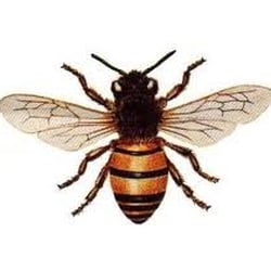 Drew Beekeepers Apiaries