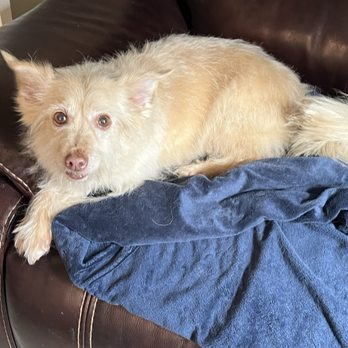 Barkys Bathtime - My senior girl after groom - Pet Groomers Near Me - Rancho Cucamonga, California