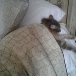 Snow Creek Chiropractic