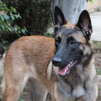 All Purpose K-9 - Pet Training Near Me - Columbus, Ohio