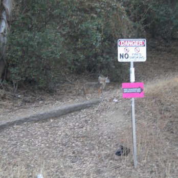 The Old Zoo - coyote - Zoos Near Me - Los Angeles, California