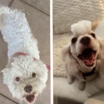 Petco - After grooming!!! Punk rock Nala!!! Love this so much!!! - Pet Training Near Me - Lake Elsinore, California Petco - After grooming!!! Punk rock Nala!!! Love this so much!!! - Pet Training Near Me - Lake Elsinore, California