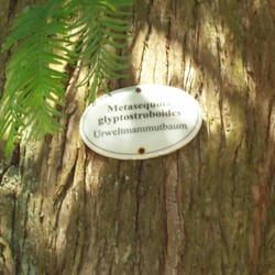 Arboretum
