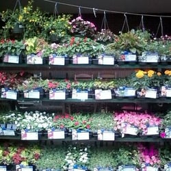 FixIt Ace Hardware - Chastain - Plants & flowers for your garden .