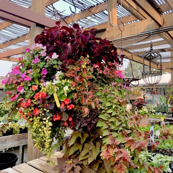 King's Nursery - Beautiful arrangement - Nurseries & Gardening Near Me - Santa Rosa, California King's Nursery - Beautiful arrangement - Nurseries & Gardening Near Me - Santa Rosa, California