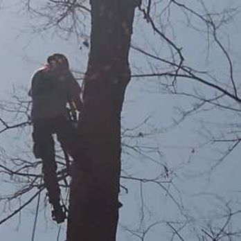 Toby's Tree Service - Tree Services Near Me - Hendersonville, North Carolina Toby's Tree Service - Tree Services Near Me - Hendersonville, North Carolina