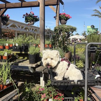 Dana Point Nursery - Huckleberry finding all his gardening needs at Dana Point Nursery! Easter weekend - 2026 - Nurseries & Gardening Near Me - Dana Point, California Dana Point Nursery - Huckleberry finding all his gardening needs at Dana Point Nursery! Easter weekend - 2026 - Nurseries & Gardening Near Me - Dana Point, California