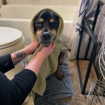Paws N Pumpkins - Pet Groomers Near Me Paws N Pumpkins - Pet Groomers Near Me