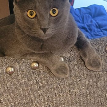 Melrose Animal Clinic - Greyson loves to hang over the couch. - Veterinarians Near Me - Melrose, Massachusetts Melrose Animal Clinic - Greyson loves to hang over the couch. - Veterinarians Near Me - Melrose, Massachusetts