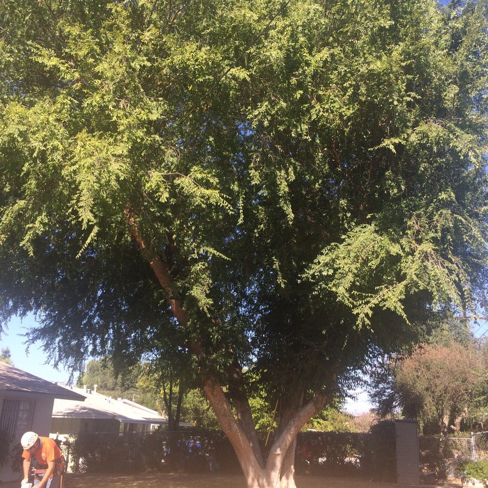 SkyHook tree climbing trimming removing - Our Japanese Elm before anything was trimmed. - Tree Services Near Me - Menifee, California SkyHook tree climbing trimming removing - Our Japanese Elm before anything was trimmed. - Tree Services Near Me - Menifee, California