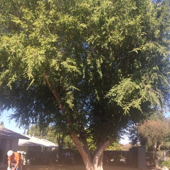 SkyHook tree climbing trimming removing - Our Japanese Elm before anything was trimmed. - Tree Services Near Me - Menifee, California