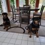 Photo of Tangled Tails Mobile Pet Grooming