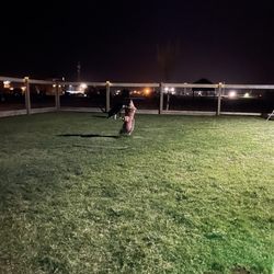 Back Forty RV Park - Dog park at night