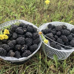Omi’s Blackberry Farm - Our harvest for the day