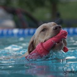 K9 Fun zone