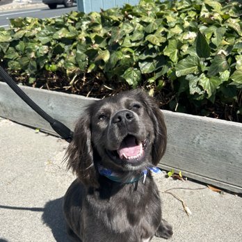 Pinole Paws Pet Grooming - Stormy loved his haircut! - Pet Groomers Near Me - Pinole, California Pinole Paws Pet Grooming - Stormy loved his haircut! - Pet Groomers Near Me - Pinole, California