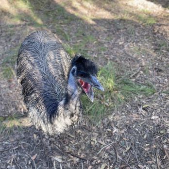 Australia Zoo - Emu yawning - Zoos Near Me - Beerwah, QLD