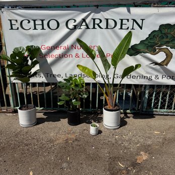 Echo Garden - Potted in White and Black Cylinder pots; Fiddle leaf Ficus Tree, Monstera, Bird of Paradise - Nurseries & Gardening Near Me - Los Angeles, California Echo Garden - Potted in White and Black Cylinder pots; Fiddle leaf Ficus Tree, Monstera, Bird of Paradise - Nurseries & Gardening Near Me - Los Angeles, California