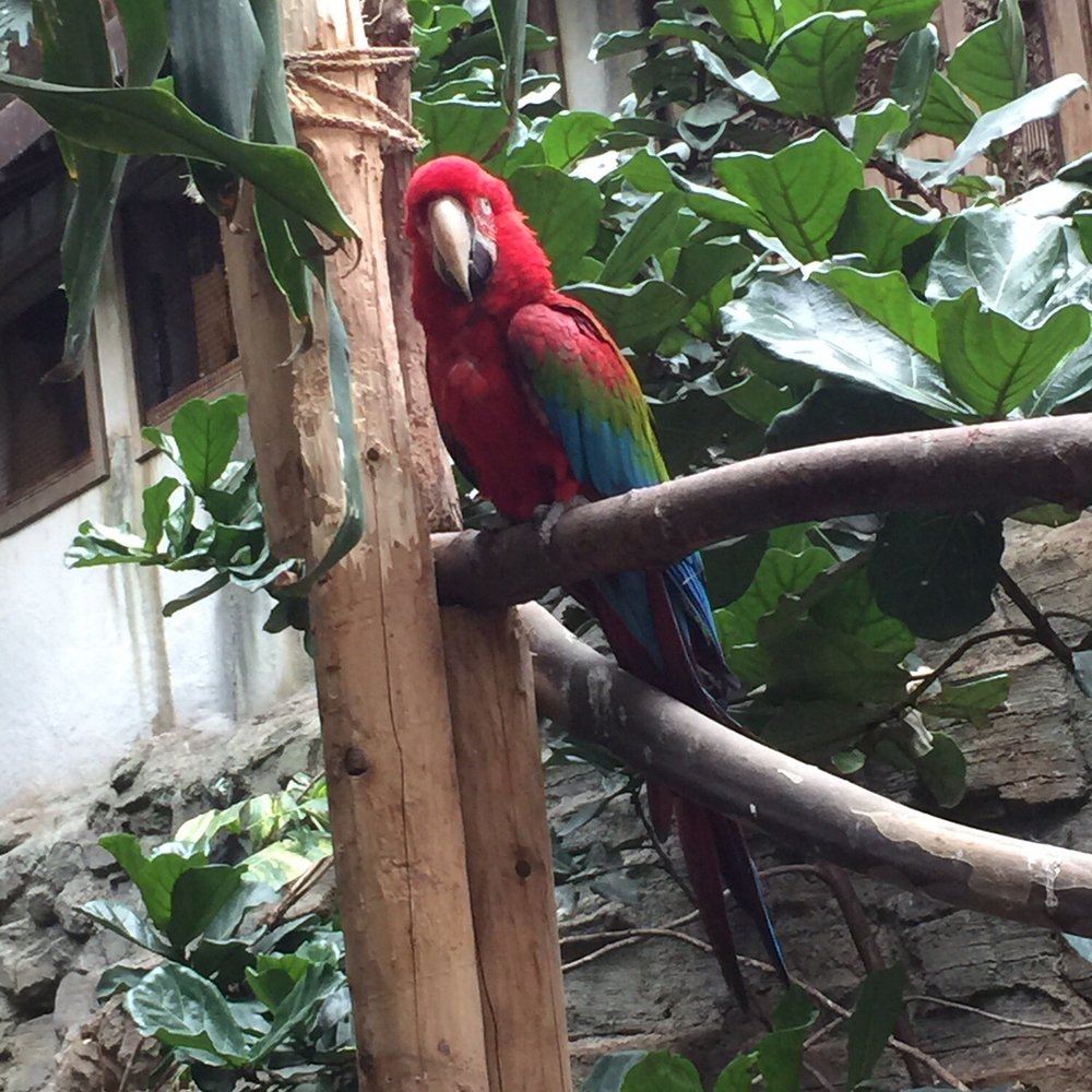 Bird Kingdom - Zoos Near Me - Niagara Falls, Ontario Bird Kingdom - Zoos Near Me - Niagara Falls, Ontario