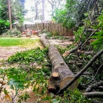 Immaculate Tree Care - ... - Tree Services Near Me Immaculate Tree Care - ... - Tree Services Near Me