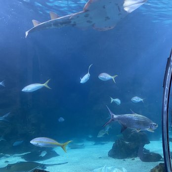 Downtown Aquarium - Museums Near Me - Denver, Colorado