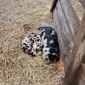 Folded Hills Winery - Baby piglets born in late November. - Wine Tasting Room Near Me - Gaviota, California Folded Hills Winery - Baby piglets born in late November. - Wine Tasting Room Near Me - Gaviota, California