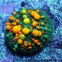 Chicagoland Aquariums