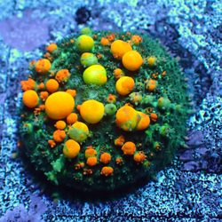 Chicagoland Aquariums