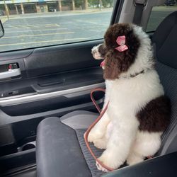 Pampered Poodle